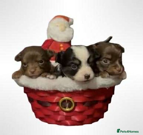 Chihuahua dogs Chihuahua puppies READY DECEMBER - Advert 1