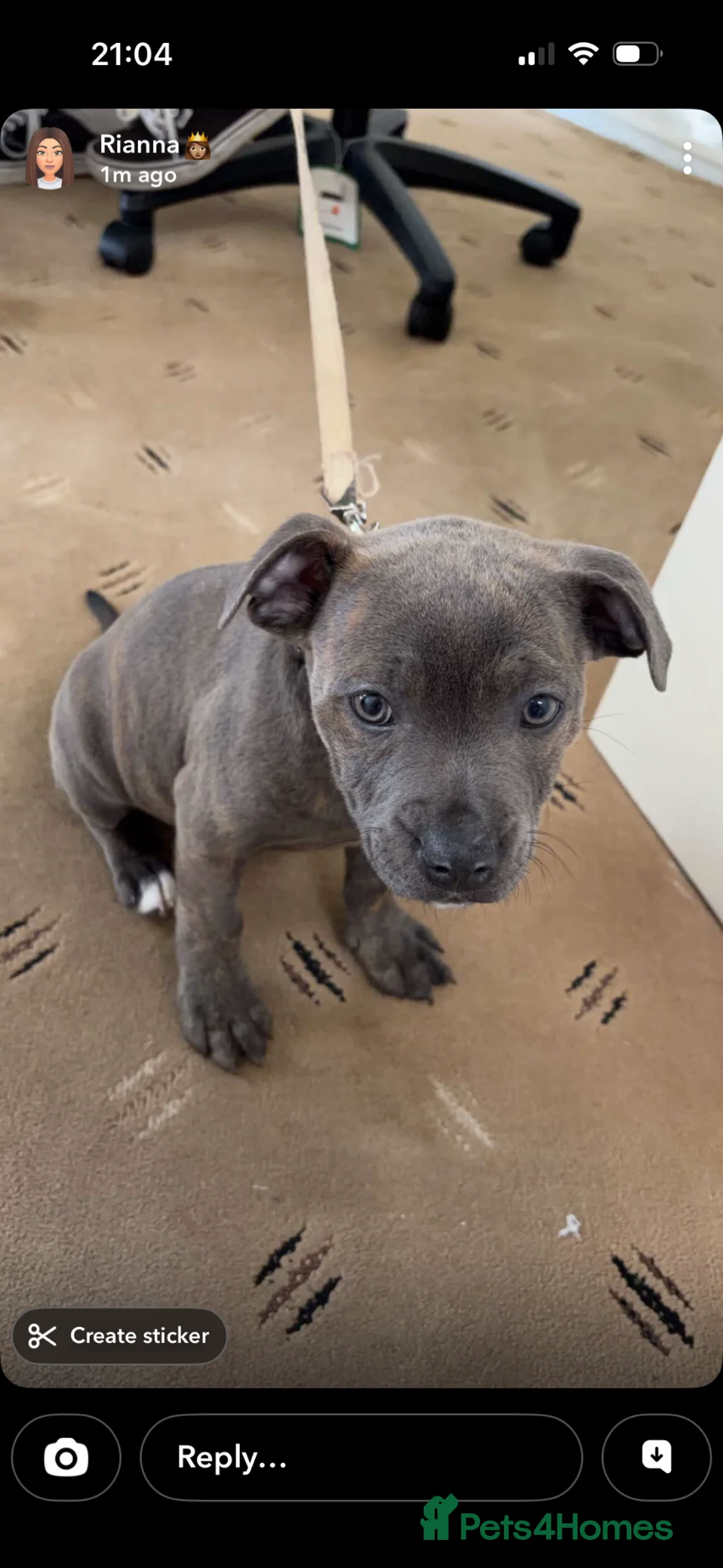 Staffordshire Bull Terrier dogs for sale: Staffordshire Bull Terrier- Blue brindle in Wolverhampton - Advert 1