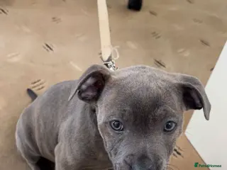 Staffordshire Bull Terrier dogs Staffordshire Bull Terrier- Blue brindle - Advert 3
