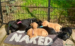 Labrador Retriever dogs for sale: KC registered Labrador puppies, working parents  - Image 1
