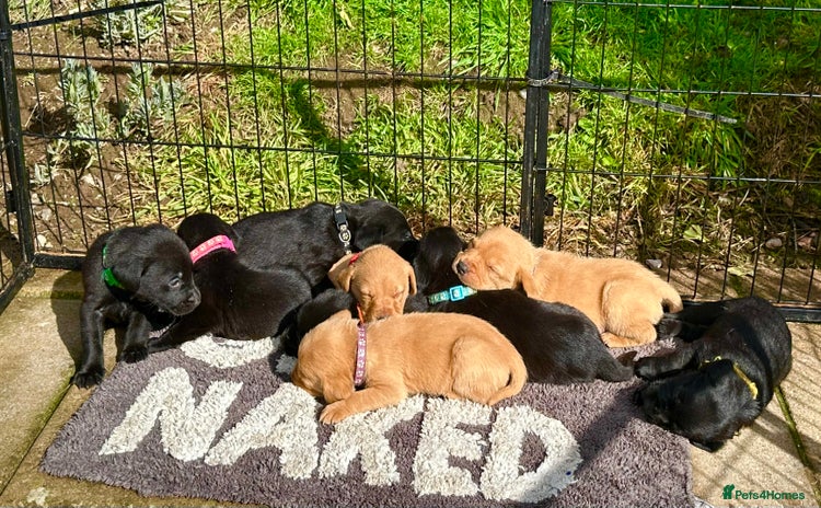 Labrador Retriever dogs - Advert 16