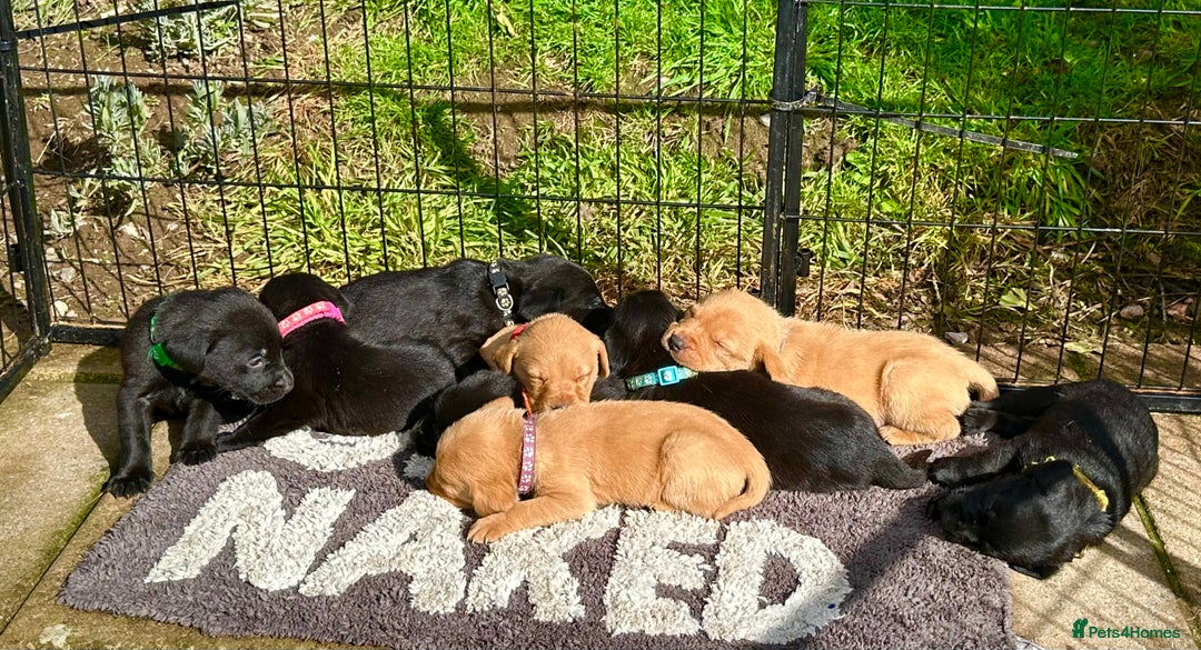 Labrador Retriever dogs for sale: KC registered Labrador puppies, working parents  - Image 1