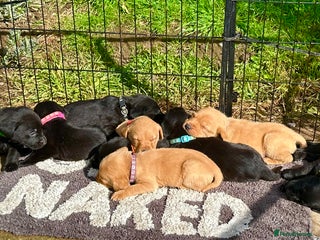 Labrador Retriever dogs - Advert 36