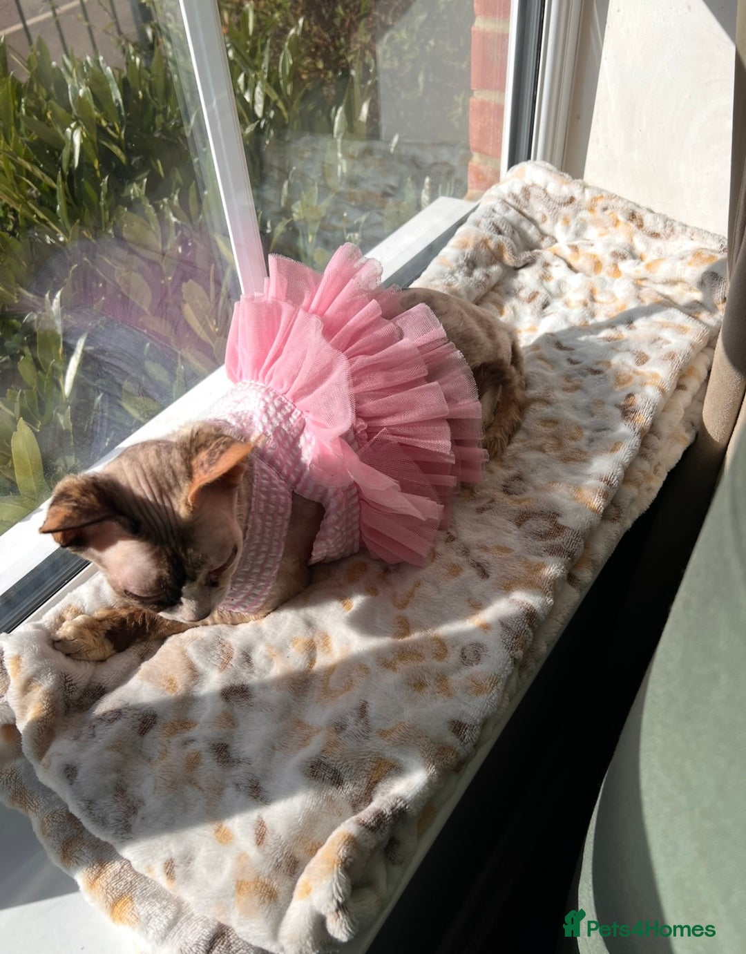 Sphynx cats for sale: Sphynx Cat - Image 7