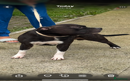 Staffordshire Bull Terrier dogs for stud: Django for stud - Image 4