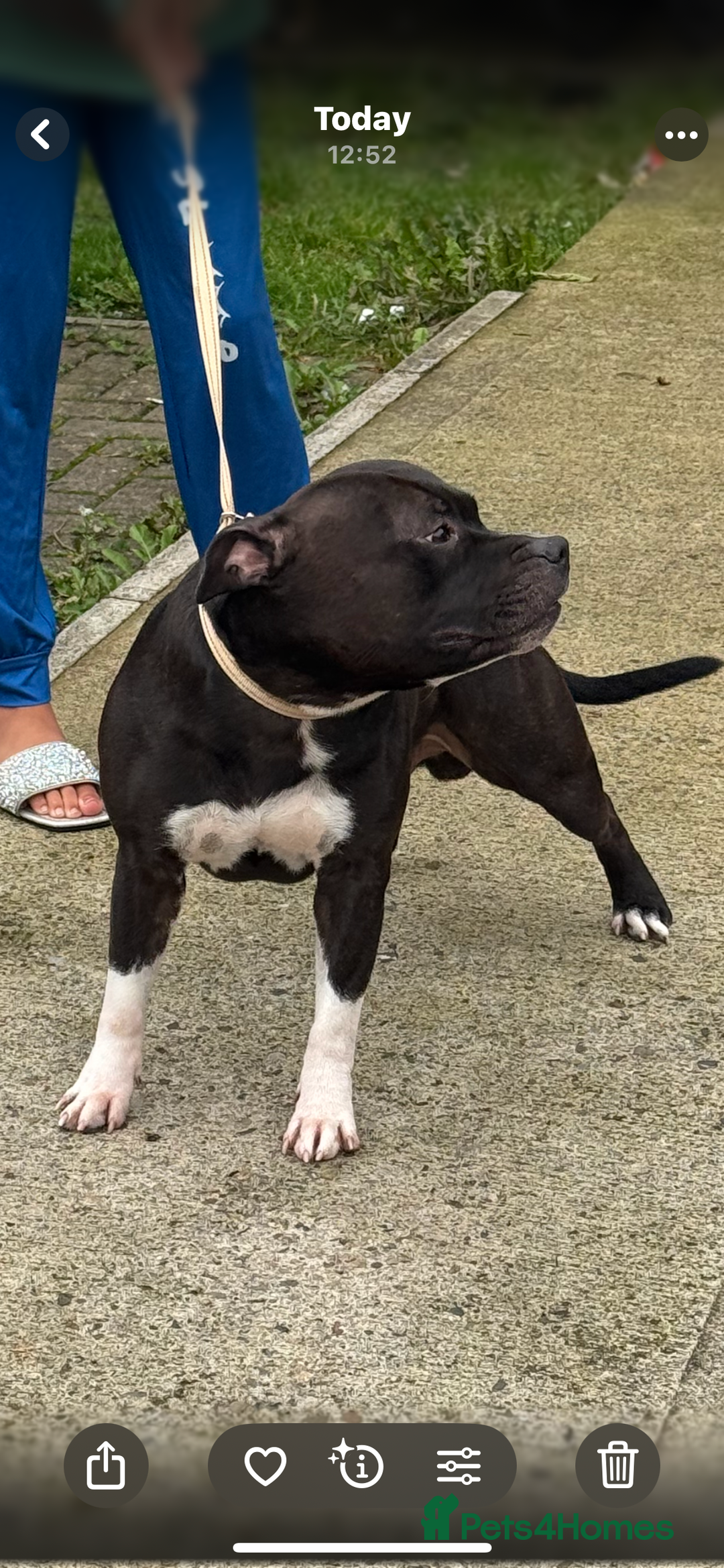 Staffordshire Bull Terrier dogs for stud: Django for stud - Image 4