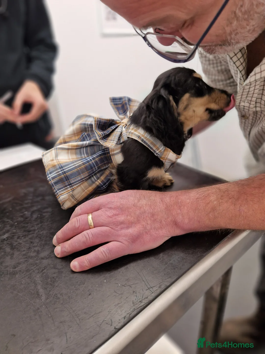 Miniature Dachshund dogs for sale:  Reduced For Last Girl Long Coat Waiting For You  - Advert 2