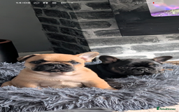 French Bulldog dogs for sale: Stunning Red fawn black & tan KC reg frenchie pups - Image 13