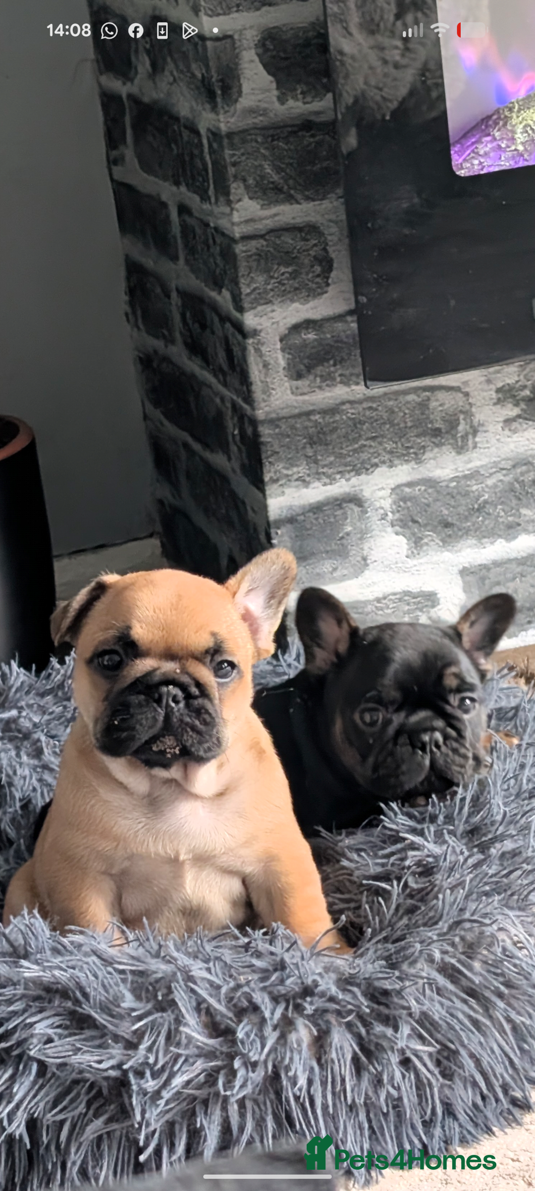 French Bulldog dogs for sale: Stunning Red fawn black & tan KC reg frenchie pups - Image 13