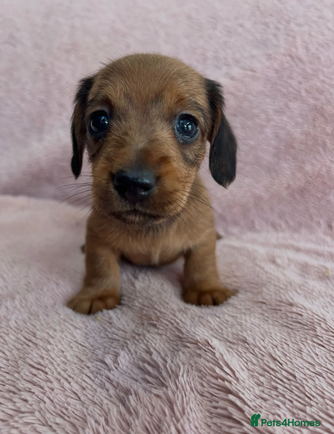 Miniature Dachshund dogs for sale: Beautiful Longhair/Wirehair Dachshunds - Advert 15