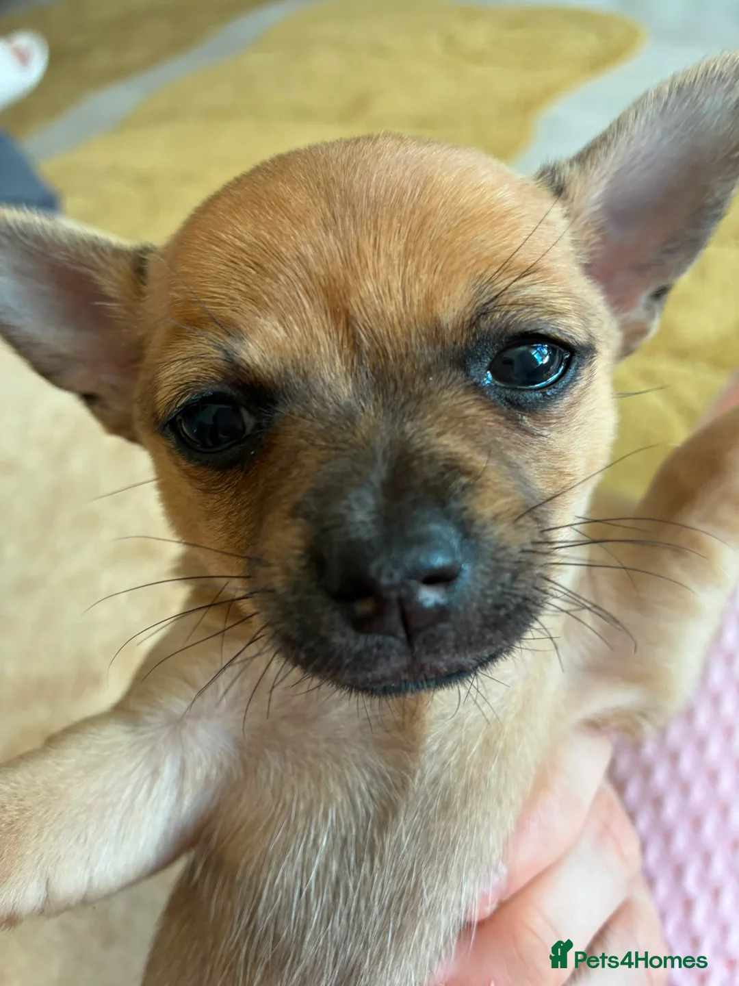 Jack Chi dogs for sale: Jack chi in Liverpool - Advert 5