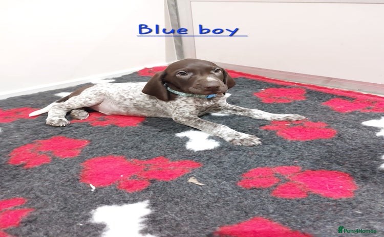 German Shorthaired Pointer dogs German Shorthaired Pointer KC puppies 🐶  - Advert 2