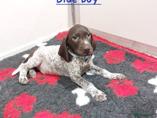 German Shorthaired Pointer dogs German Shorthaired Pointer KC puppies 🐶 - Advert 5