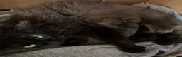 Maine Coon cats for sale: Maine Coon Kittens - Advert 8