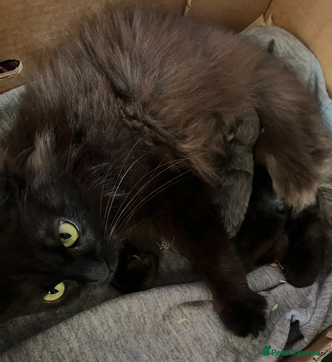Maine Coon cats for sale: Maine Coon Kittens - Advert 8