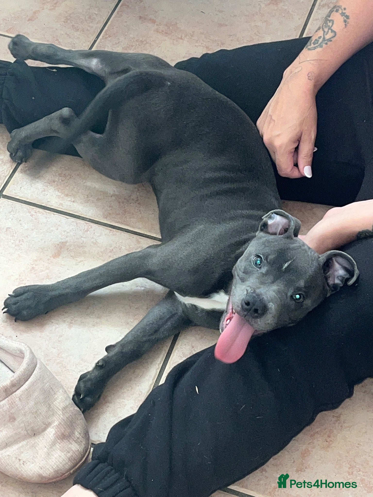 American Bull Staffy dogs 5m/o Grey/blue female American bulldog staff runt  - Advert 2