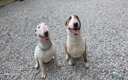 English Bull Terrier dogs for sale:  English bull terrier puppies  - Image 6