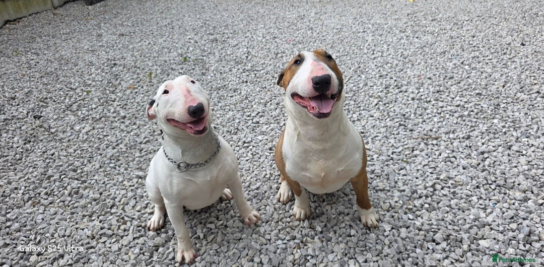 English Bull Terrier dogs for sale:  English bull terrier puppies  - Image 6