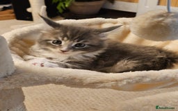 Maine Coon cats for sale: 4 beautiful maine coon kitten  - Image 7