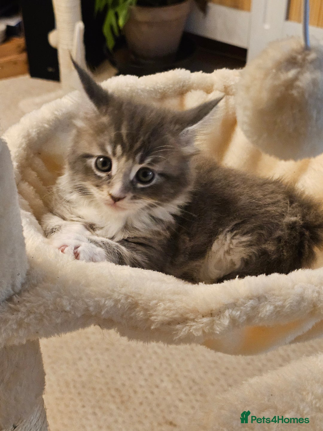Maine Coon cats for sale: 4 beautiful maine coon kitten  - Image 7