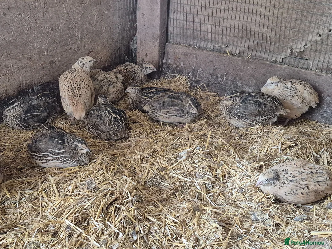 Quail poultry for sale: 12 hatching eggs - Advert 6