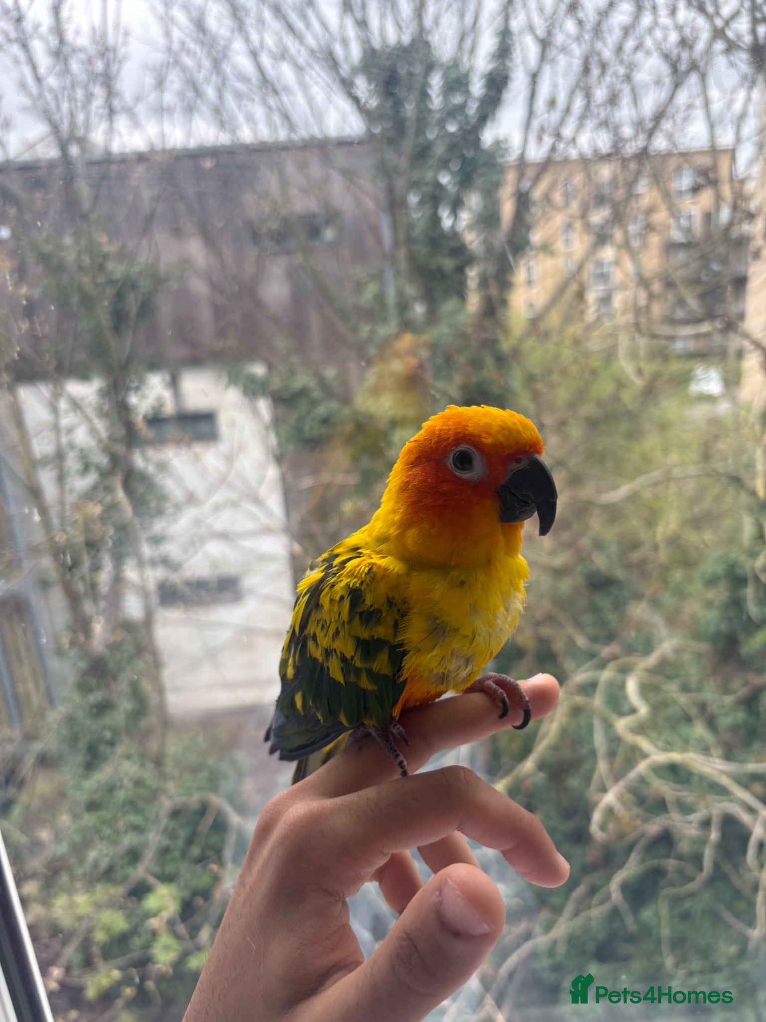 Conures birds 6 Month old Tamed sun conure  - Advert 2