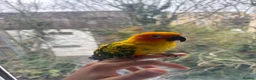 Conures birds for sale: 6 Month old Tamed sun conure  - Advert 1