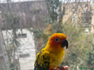 Conures birds 6 Month old Tamed sun conure - Advert 14