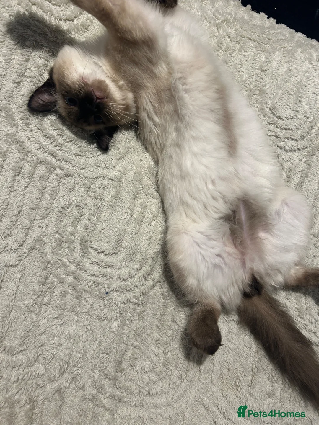 Ragdoll cats for sale: Beautiful GCCF Registered Ragdoll Kitten🩵 in Hinckley - Advert 2