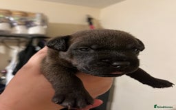 Patterdale Terrier dogs for sale: Patterdale puppies good bloodlines - Image 1