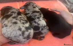 Miniature Dachshund dogs for sale: Long haired Minature Dachshund  - Image 4