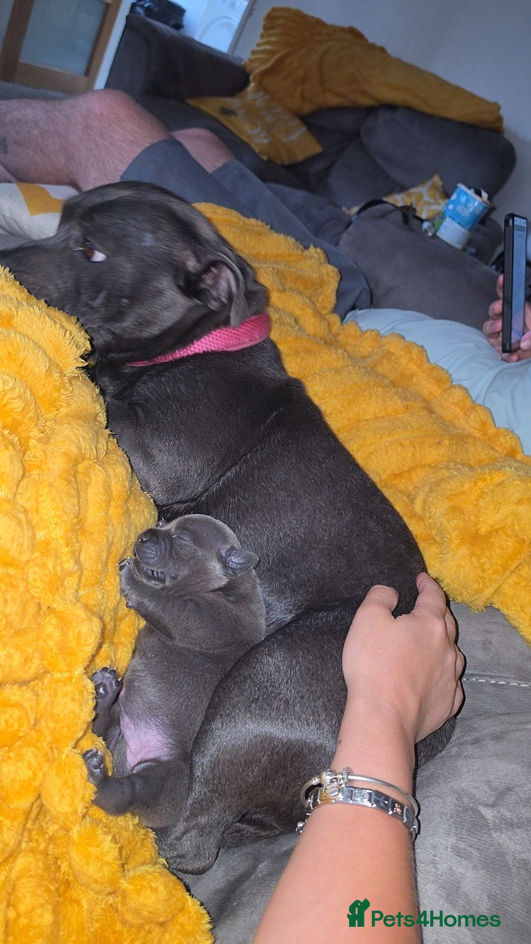 Staffordshire Bull Terrier dogs Kc registered blue/black female staffy - Advert 6