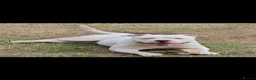 American Bully dogs for stud: POCKET BULLY FOR STUD - Advert 5