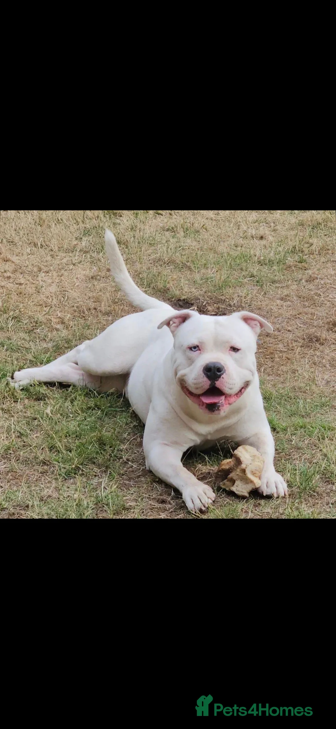 American Bully dogs for stud: POCKET BULLY FOR STUD - Advert 5