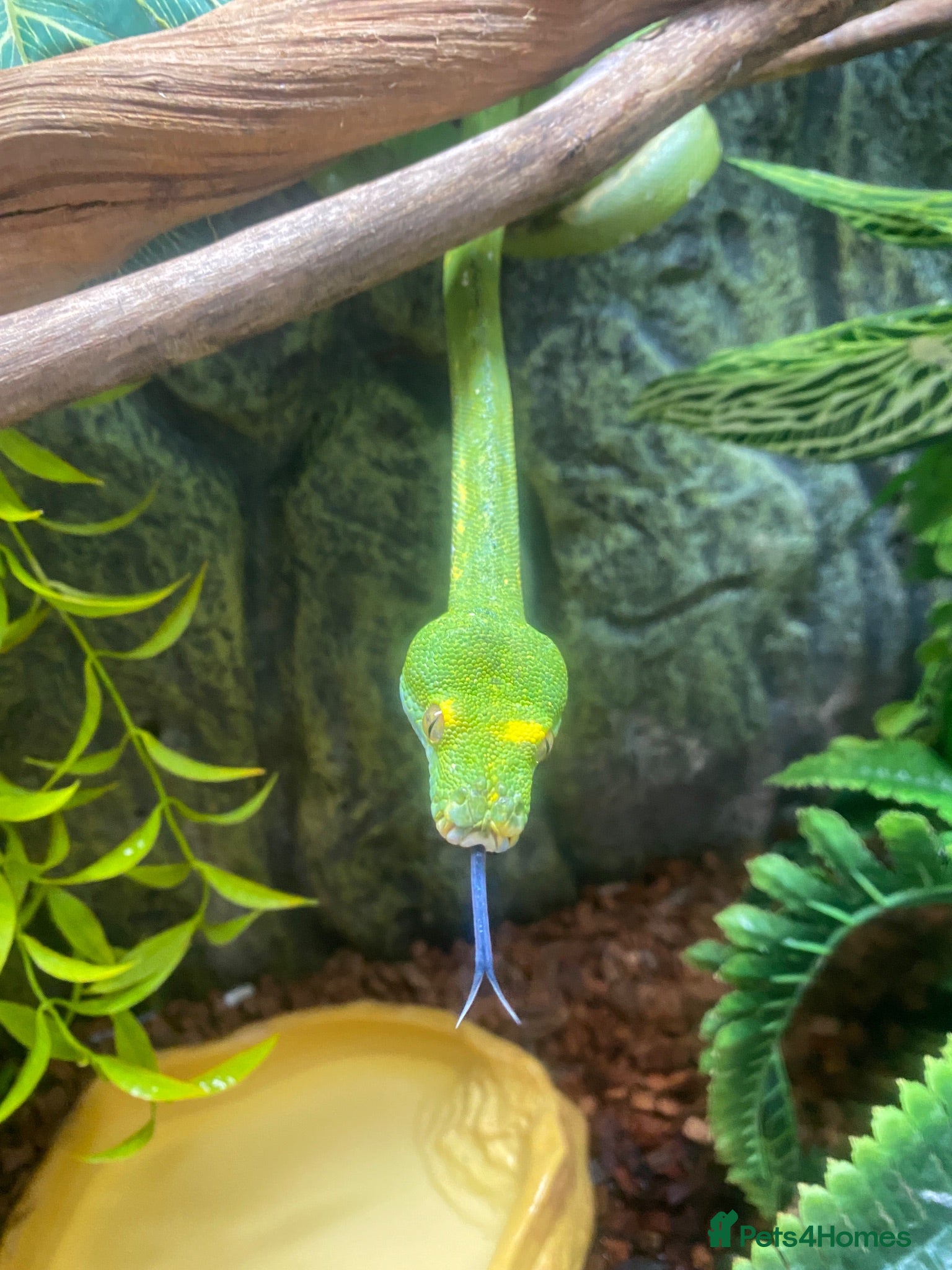 Python Snake reptiles 2023 Biak Green Tree Python - Advert 6