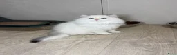 British Longhair cats for sale: ZOOMIE VET BRED BLH FEMALE - Advert 7