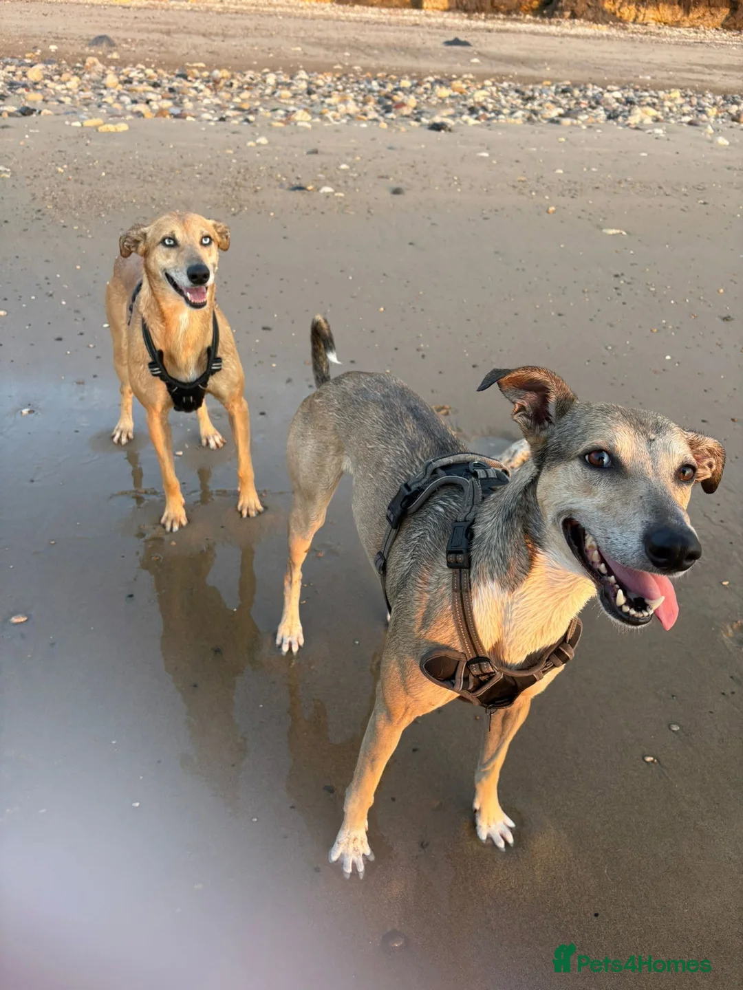 Mixed Breed dogs for sale: 2x greyhound/saluki cross, 6yr old, both male - Advert 1