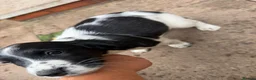 English Springer Spaniel dogs for sale: Engilish springer spaniel puppies  - Advert 29