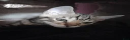 Bengal cats for sale: ✨Bengal Kittens Ready 17th June✨ - Advert 24