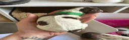 English Springer Spaniel dogs for sale: KC registered L&W springer pups  - Advert 12