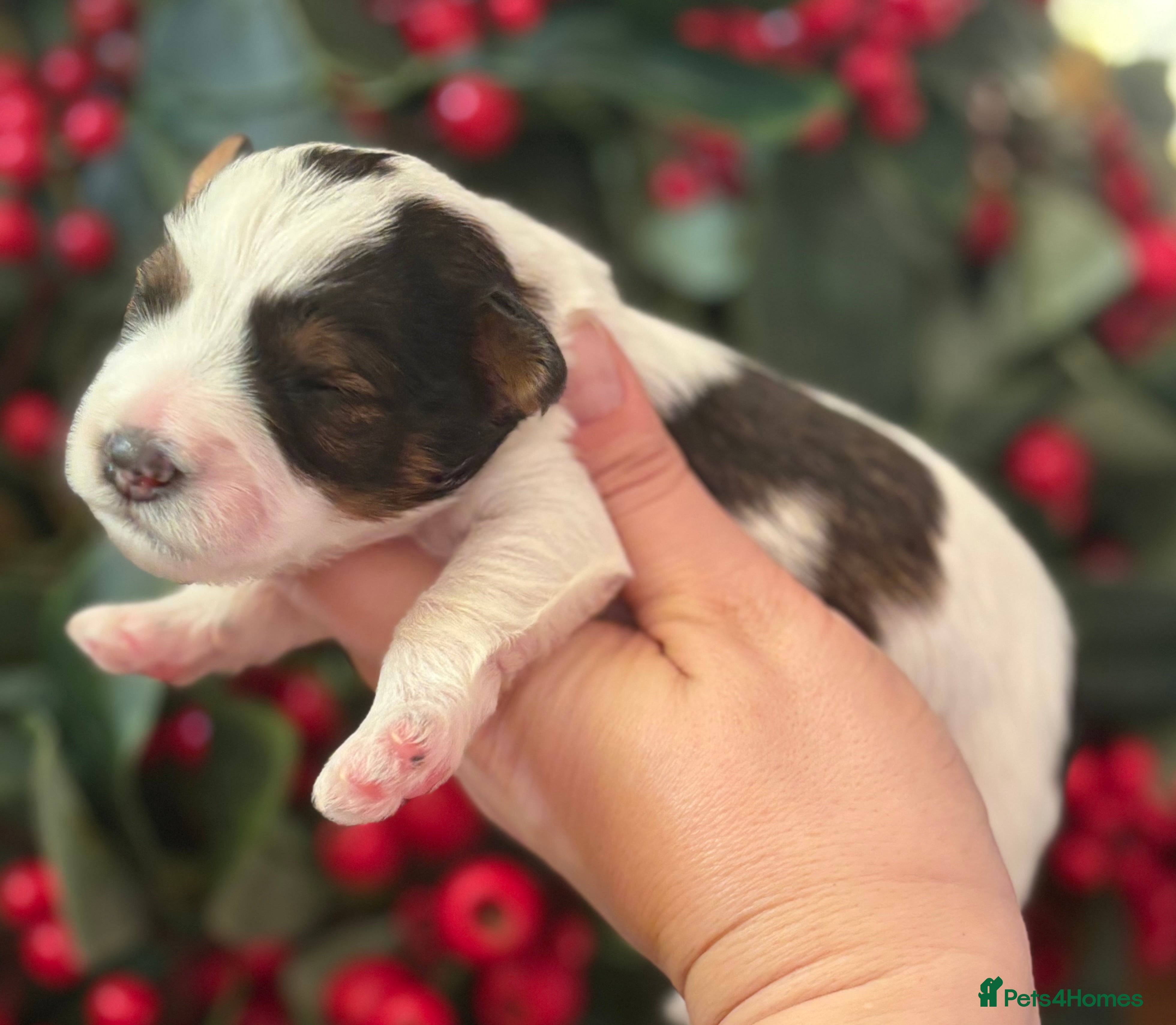 Miniature Schnauzer dogs 🌟Parti Chocolate & Black & White Mini Schnauzers - Advert 2