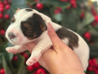 Miniature Schnauzer dogs 🌟Parti Chocolate & Black & White Mini Schnauzers - Advert 2