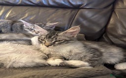 Maine Coon cats for sale: Three Mainecoon kittens for sale - Image 10