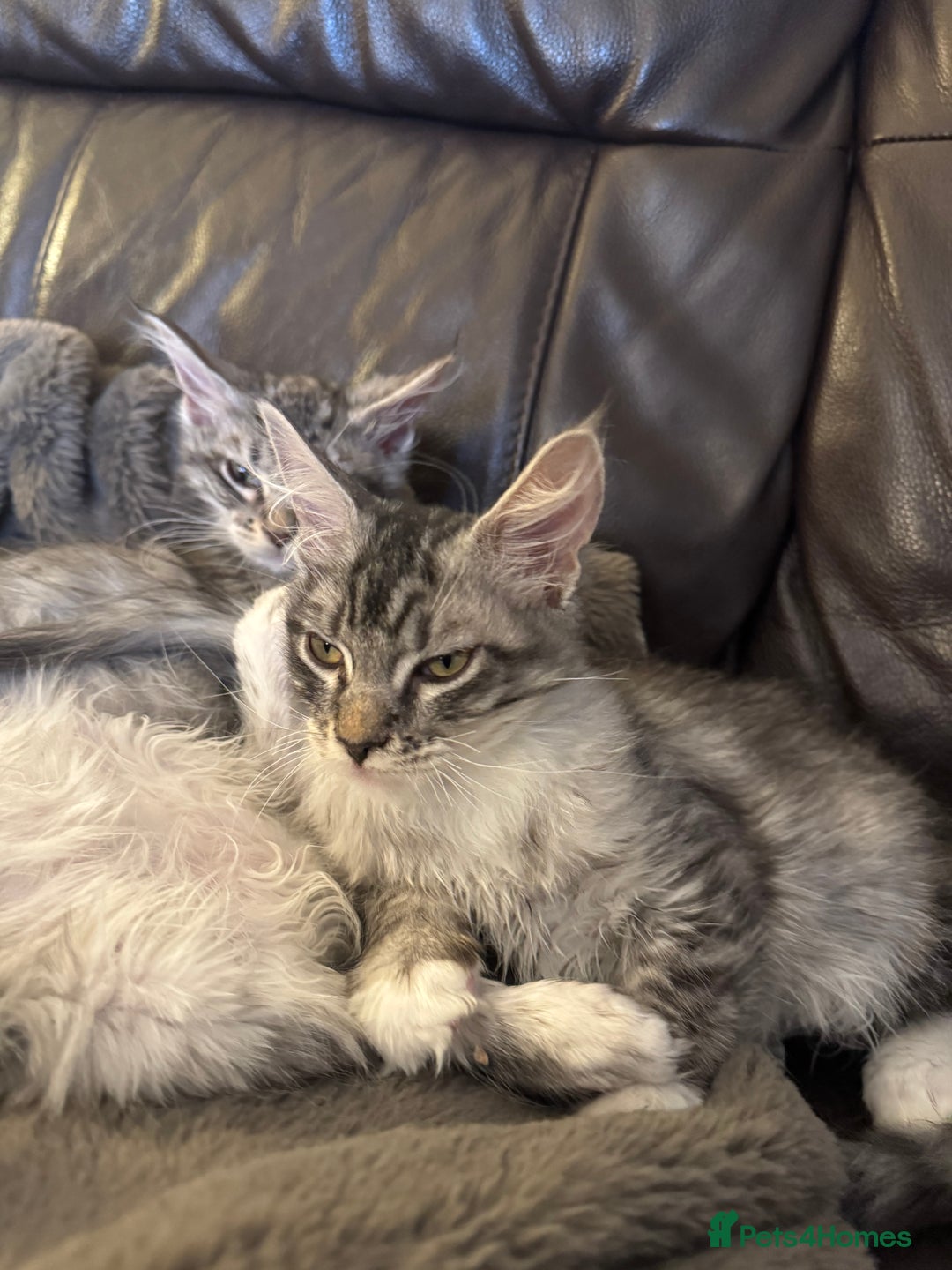 Maine Coon cats for sale: Three Mainecoon kittens for sale - Image 10