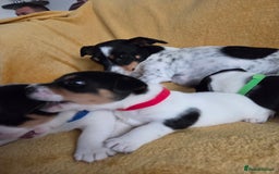 Jack Russell dogs for sale: Tricolour short legs Jack Russell  - Image 13