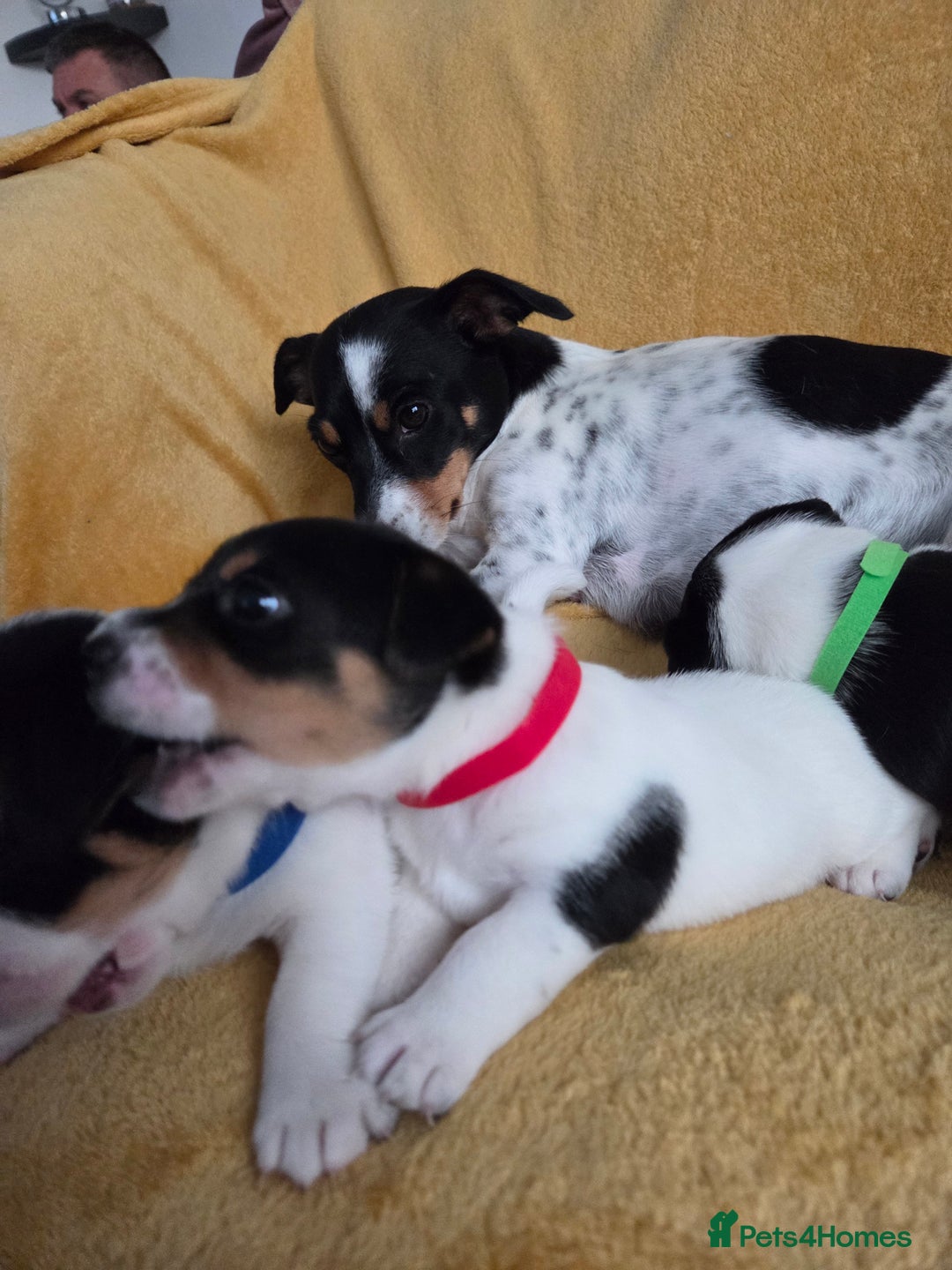 Jack Russell dogs for sale: Tricolour short legs Jack Russell  - Image 13