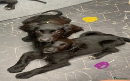 Cocker Spaniel dogs for sale: 3 cocker spaniel girls - Image 11