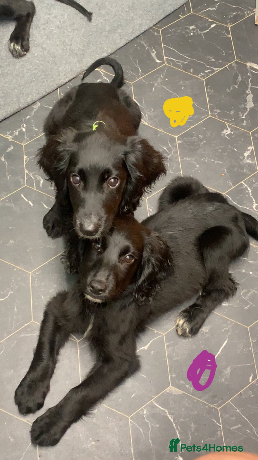 Cocker Spaniel dogs for sale: 3 cocker spaniel girls - Image 11