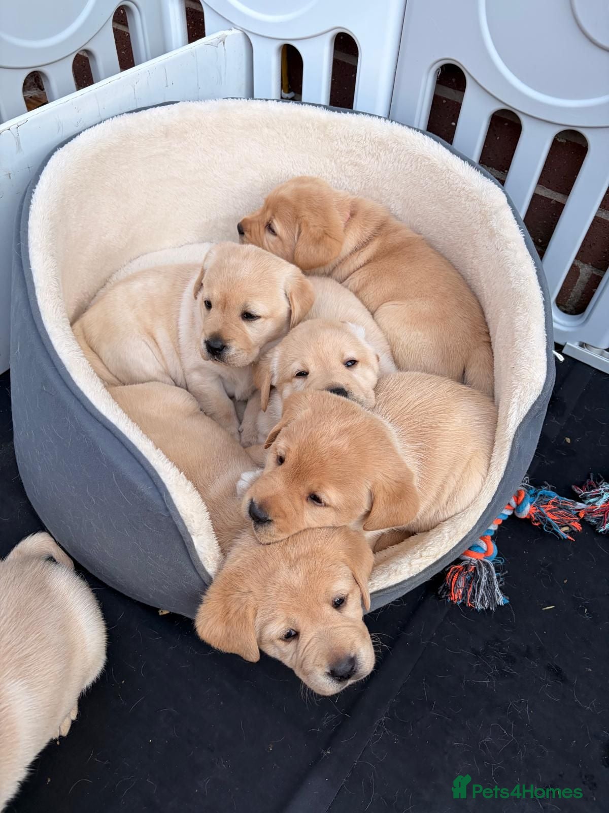 Labrador Retriever dogs Golden Labrador Puppies - Advert 1