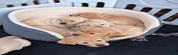 Labrador Retriever dogs for sale: Golden Labrador Puppies - Advert 4
